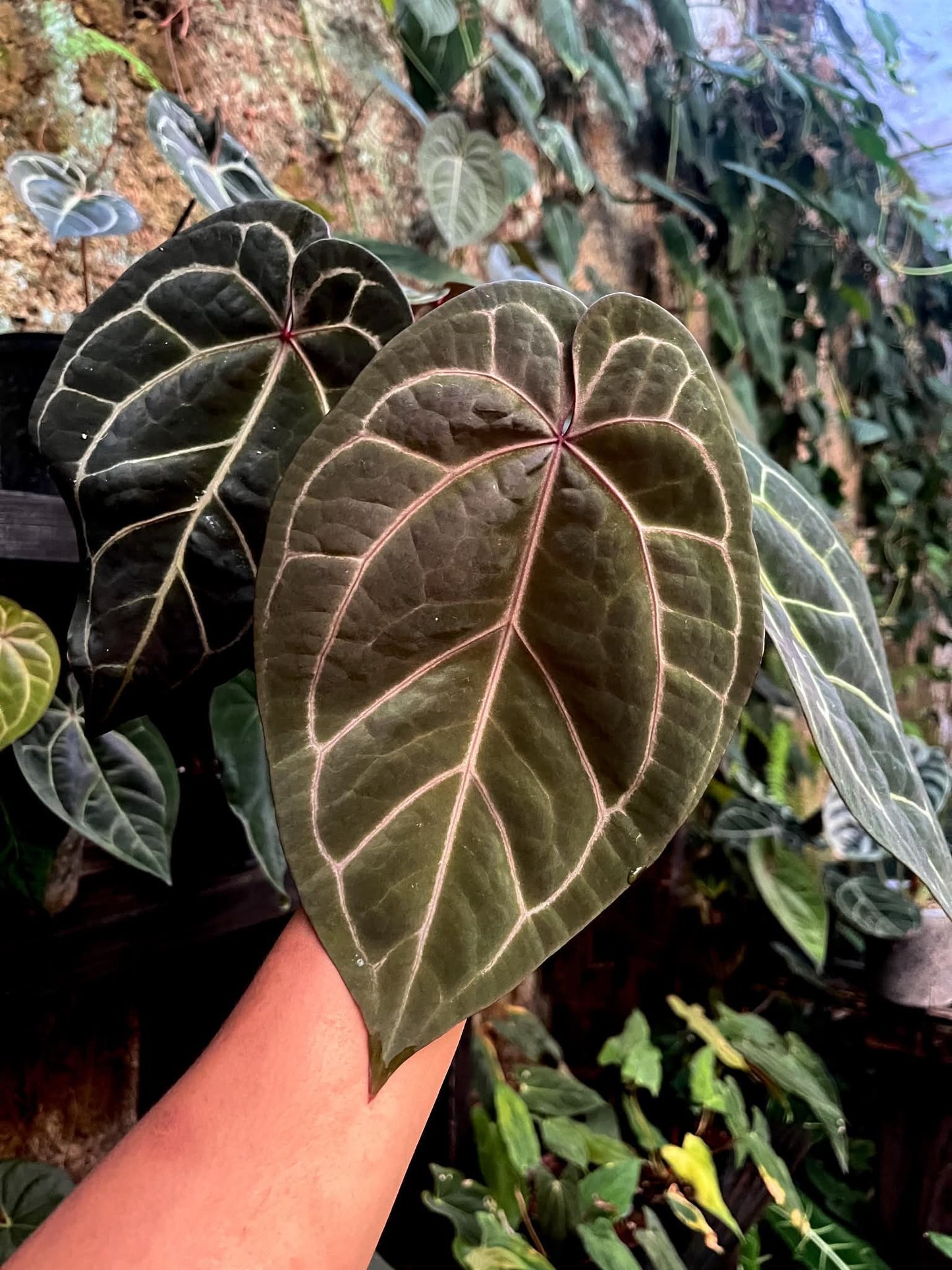 Anthurium Dreamweaver S1 x AOS by Han Kirok