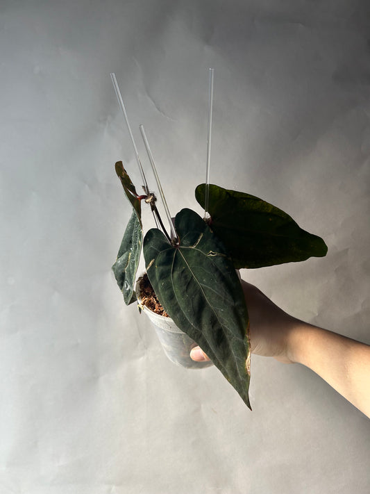 Anthurium RVDP x Darkest Panama by Han Kirok