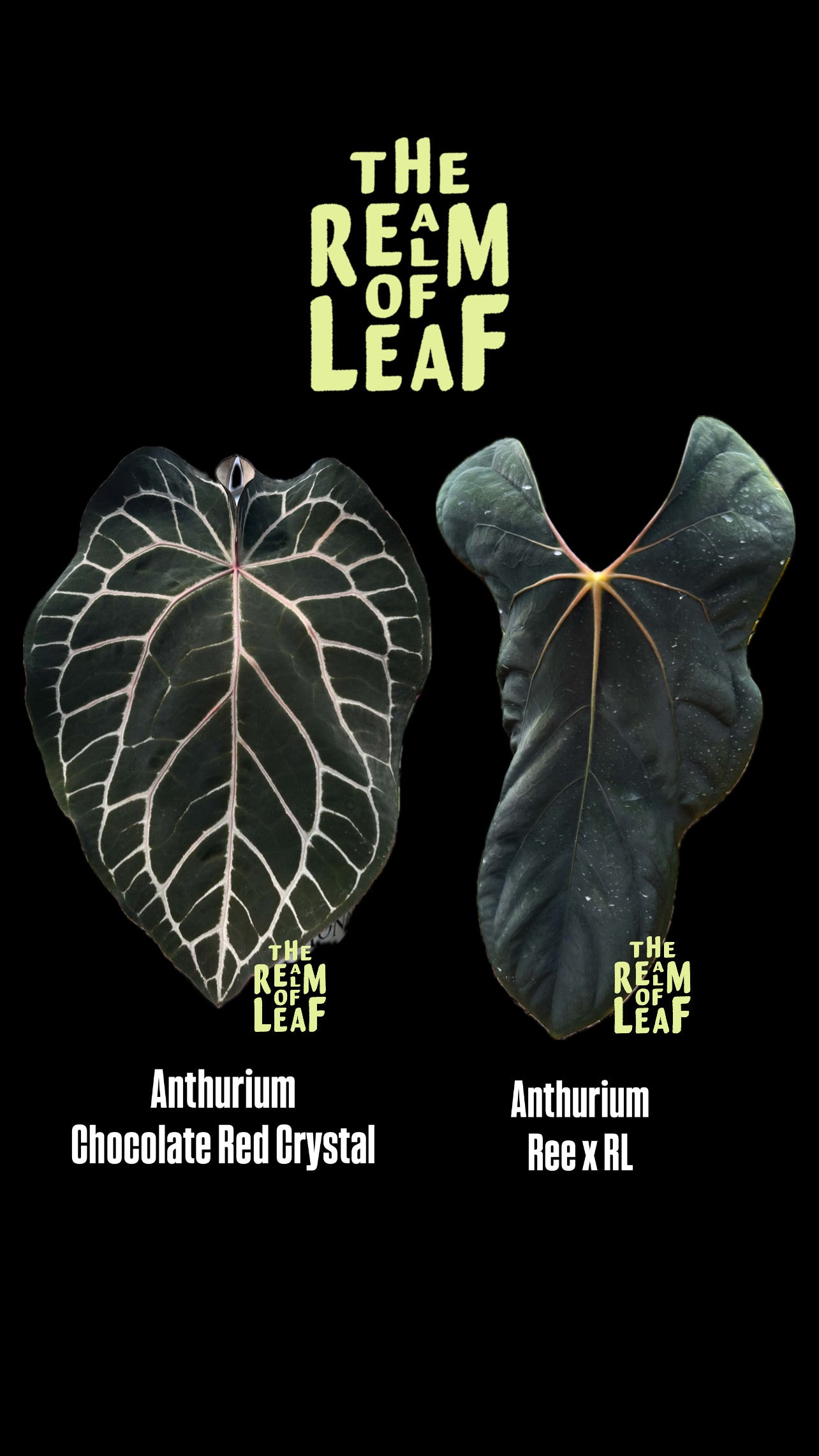Anthurium Choco RC x ( Ree x RL) Seedlings