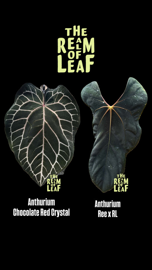Anthurium Choco RC x ( Ree x RL) Seedlings