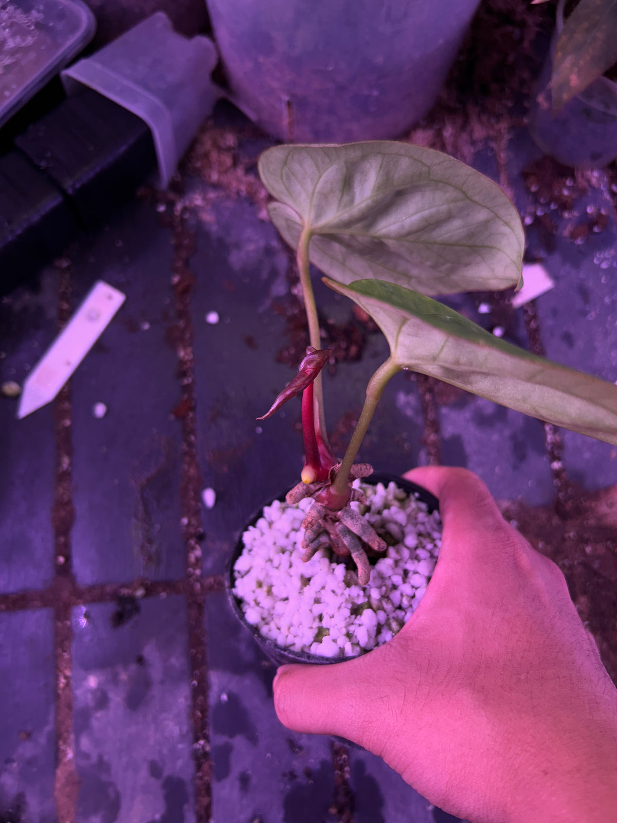 Anthurium King Of Spade