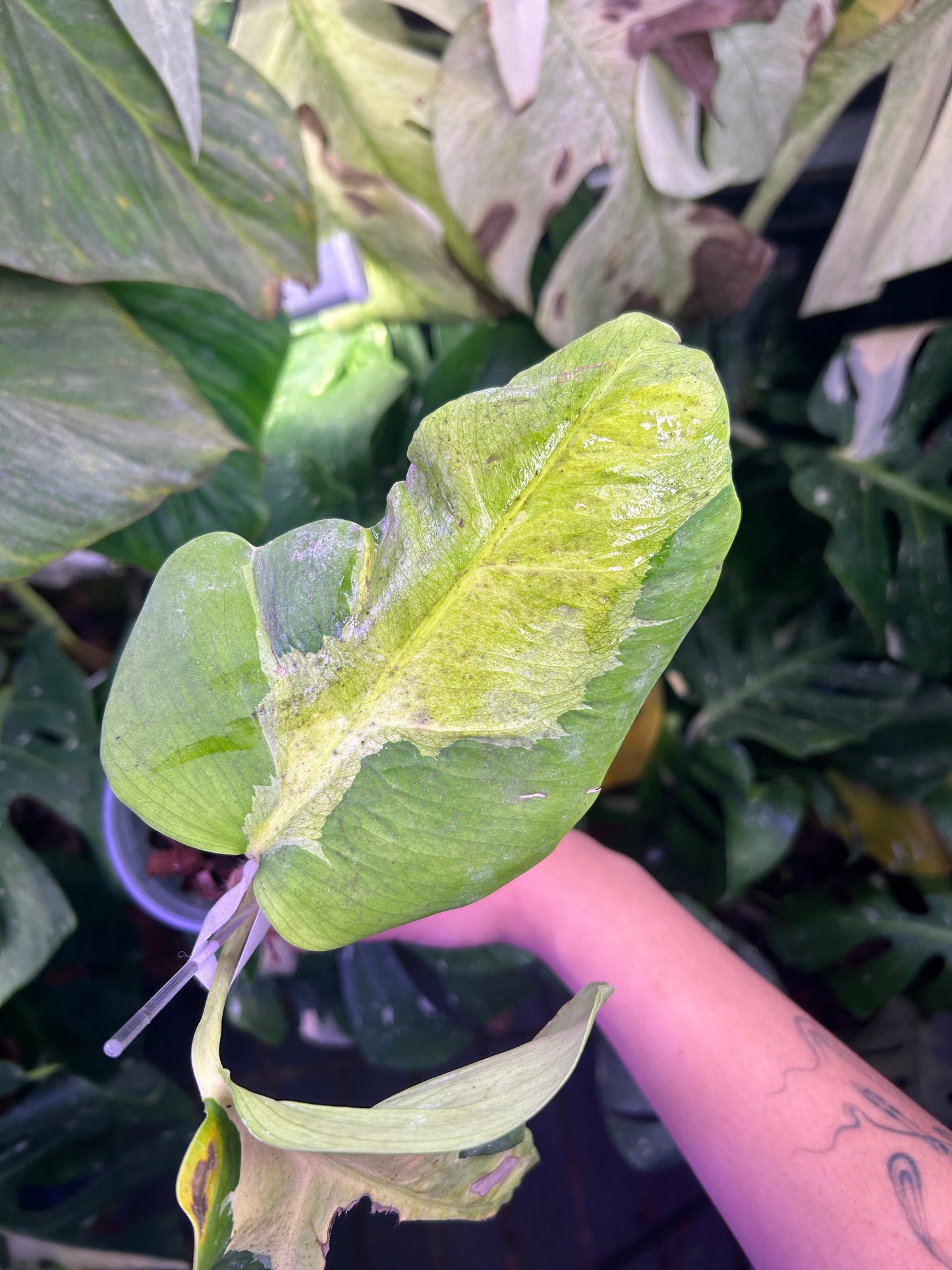 Monstera White Lava Top Cut