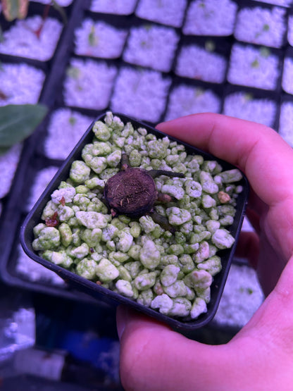 Anthurium Blood Moon (AUS Clone) Chunk with 2 growth