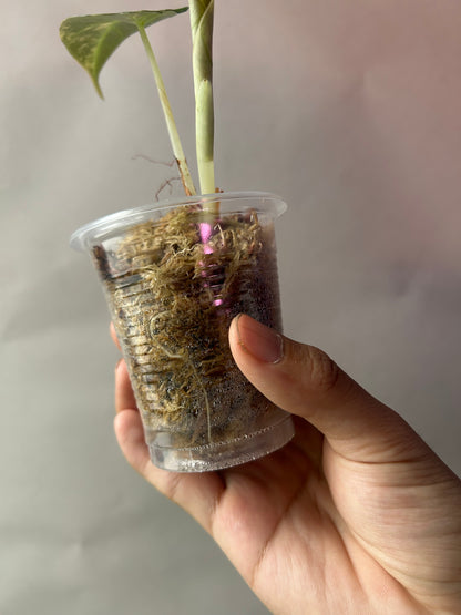 Alocasia Black Velvet Gold