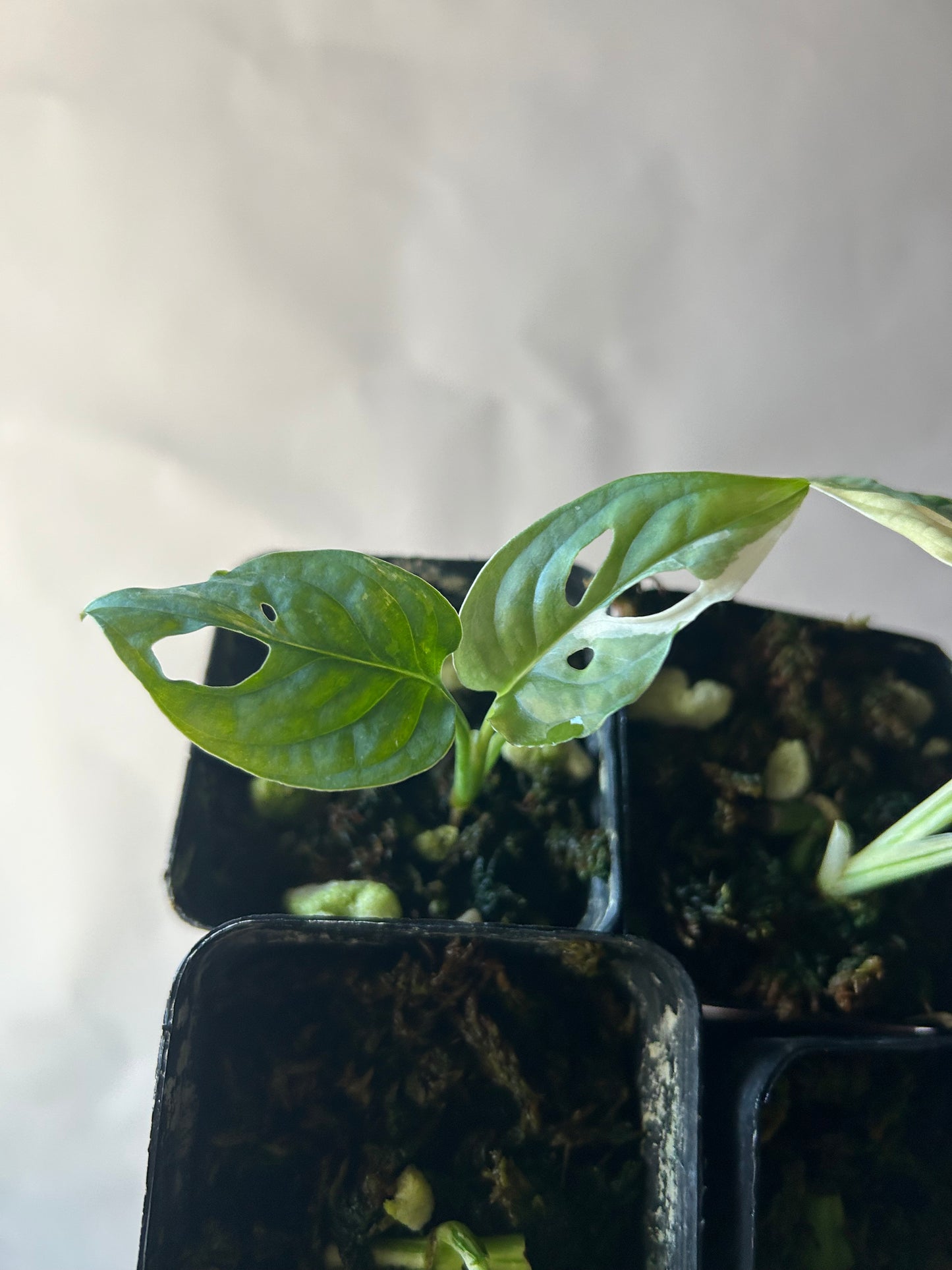 Set of 4 Monstera Adansonii Tricolor aka Albo