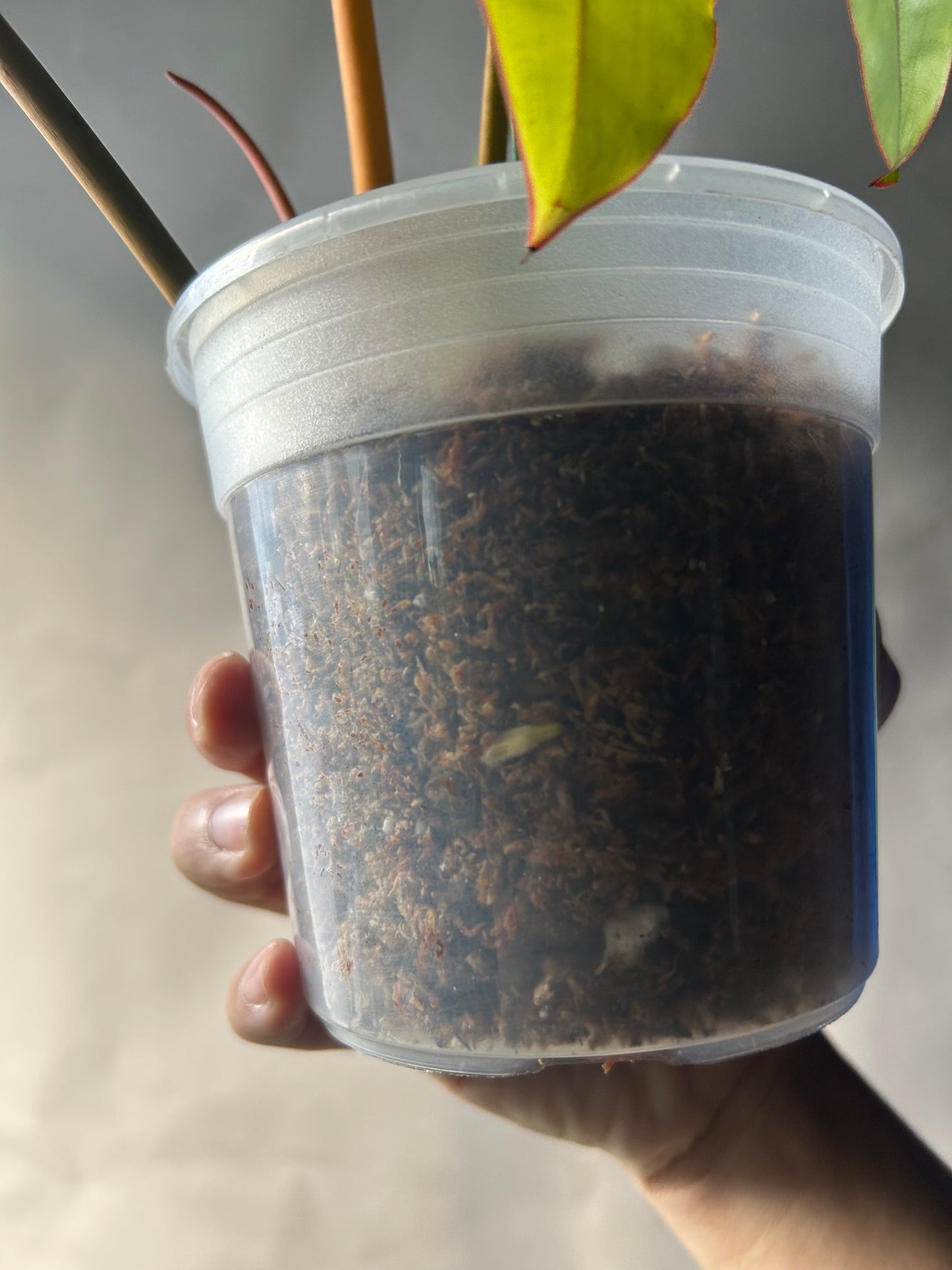 Philodendron Billitiae Variegated