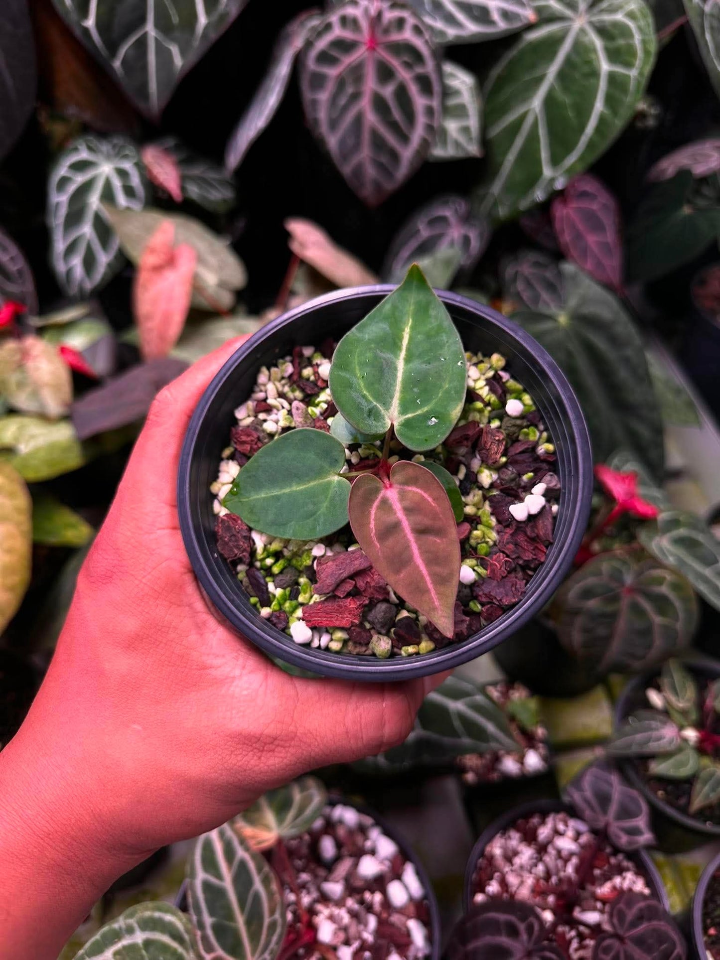 Anthurium (Carlablackie ‘District’ x Carlablackie RA8) S1