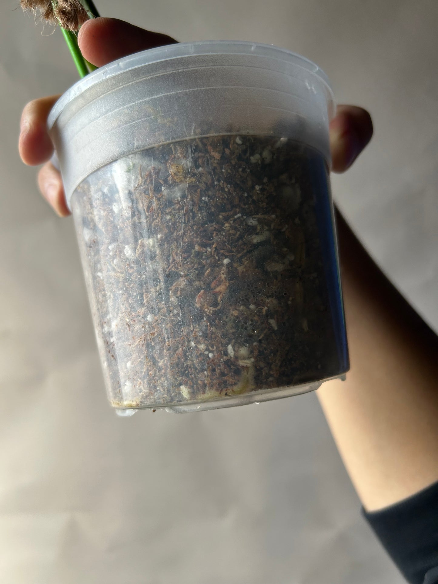 Monstera Deliciosa Green-On-Green