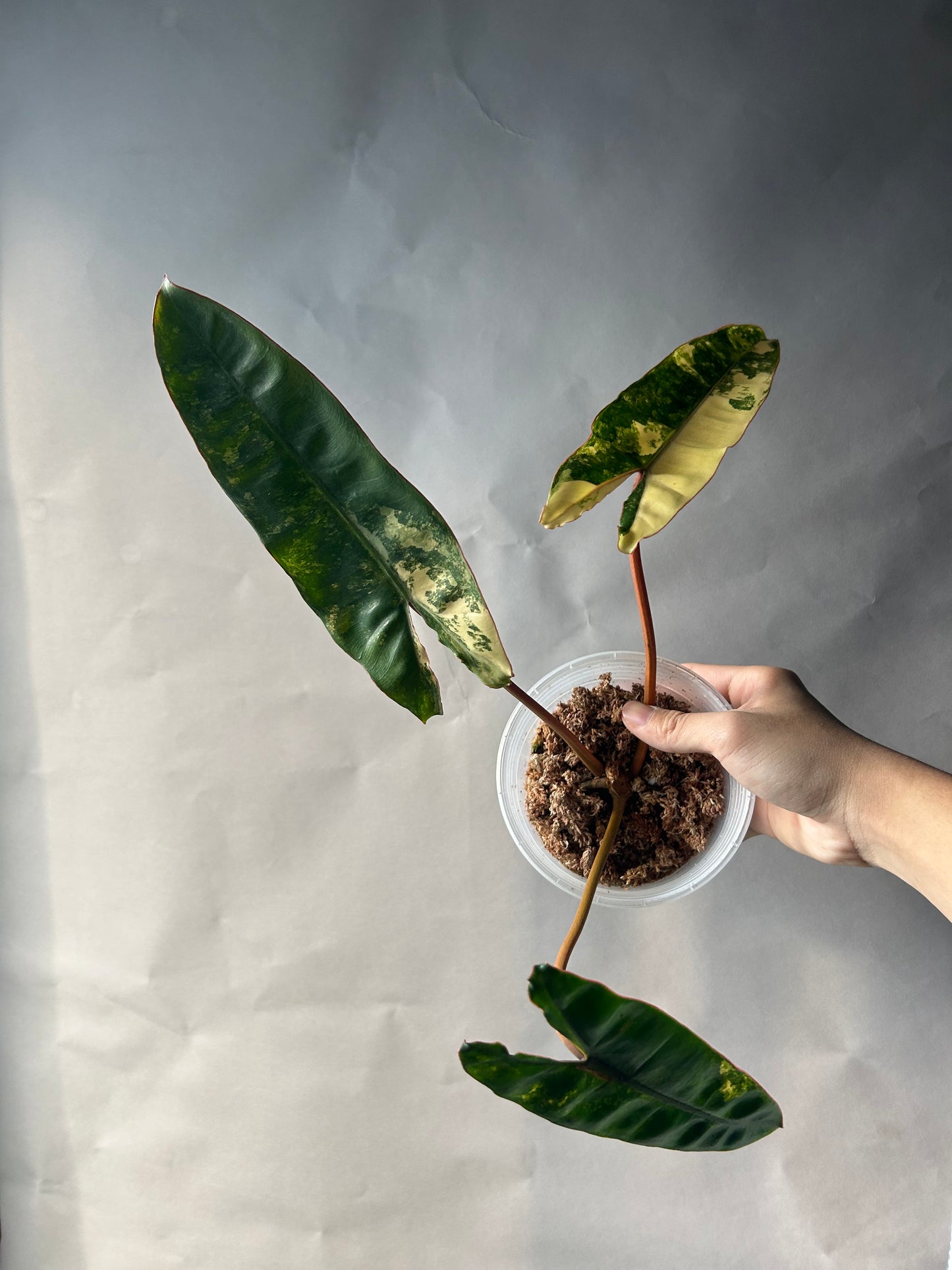 Philodendron Billitiae Cutting