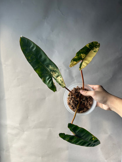 Philodendron Billitiae Cutting