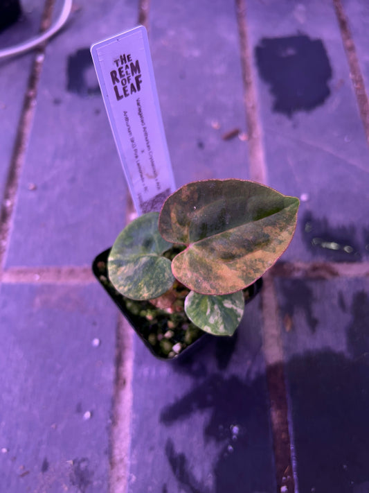 Selected - Variegated (Crystallium x AOS) x (SKG Pink Lemonade x RC)