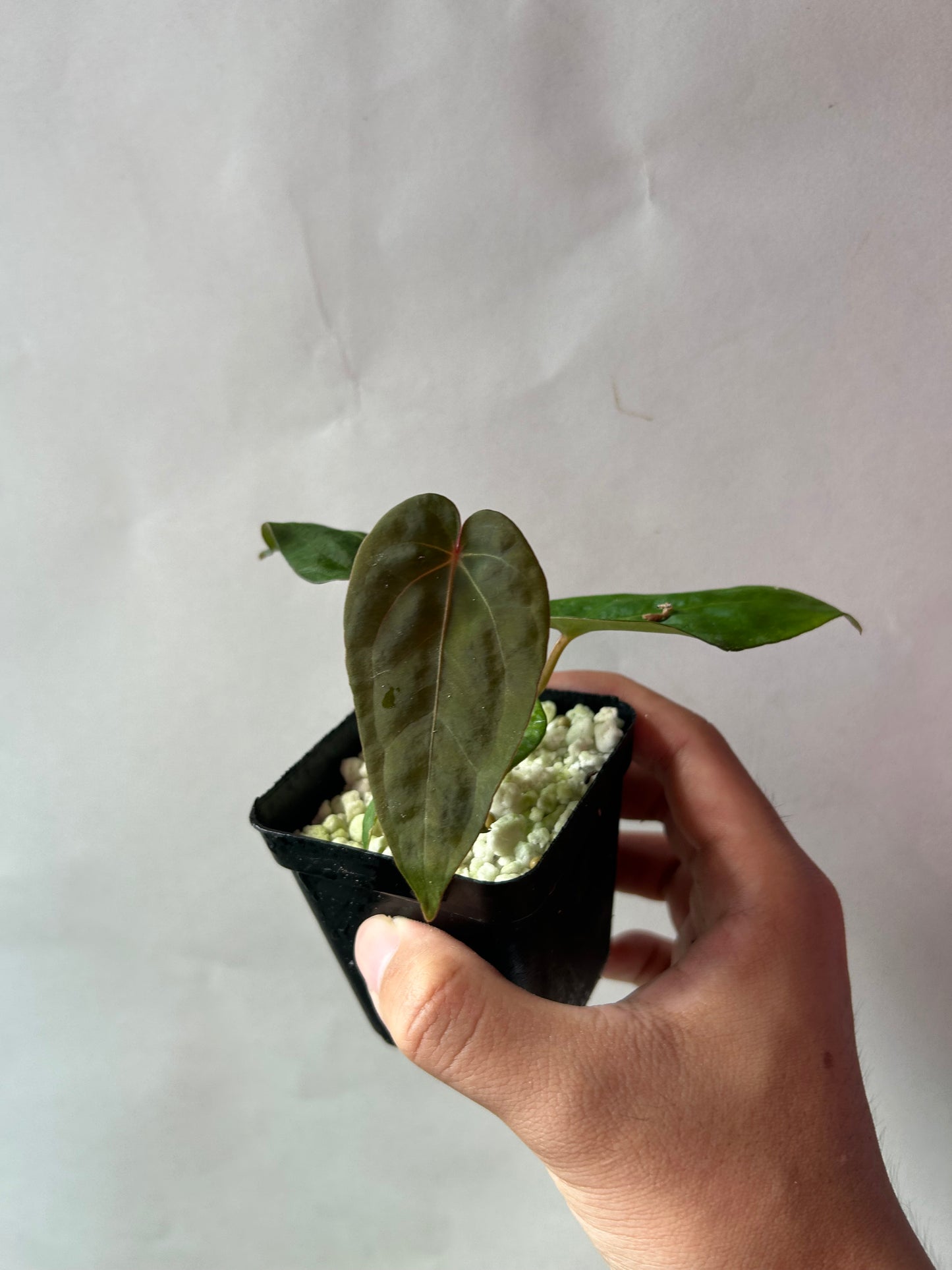 Anthurium Red Chocolate x ( Ree Garden x RL )