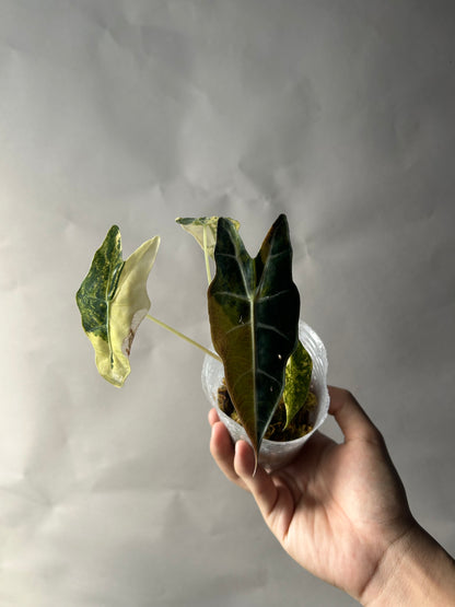 Alocasia Sanderiana Bull Aurea