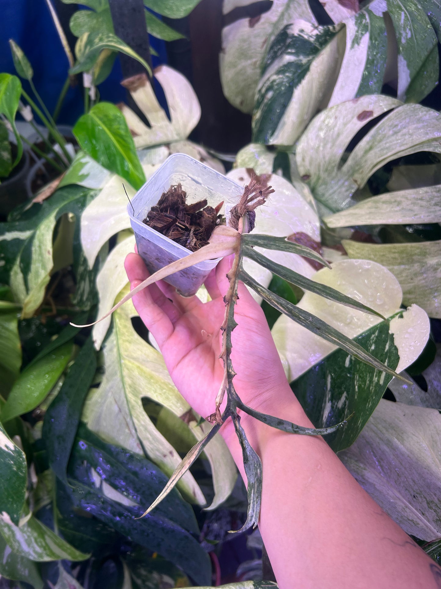 Philodendron Tortum Variegated