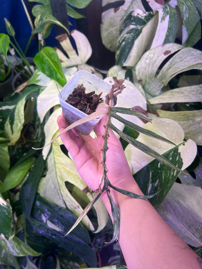 Philodendron Tortum Variegated