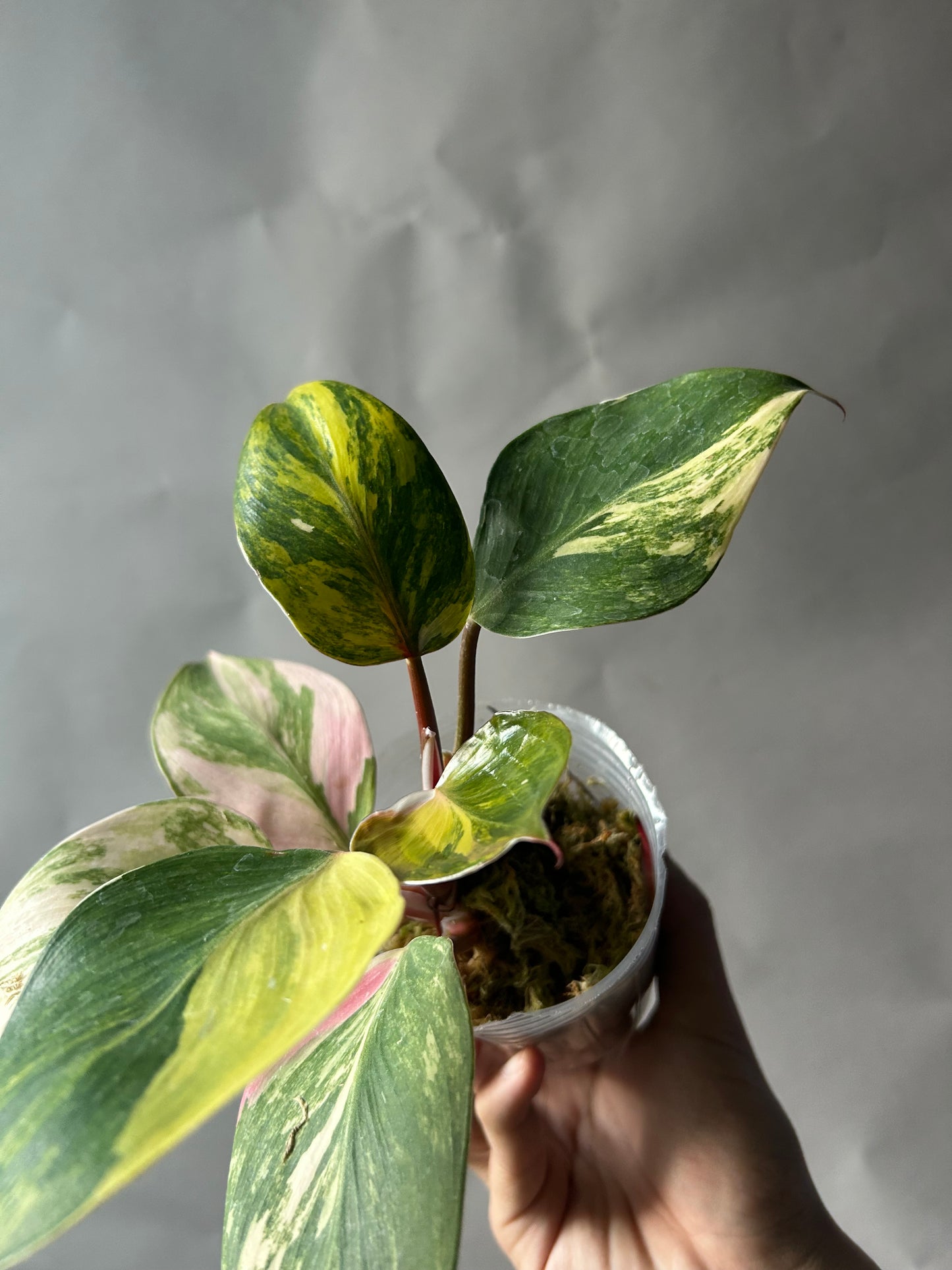Philodendron White Knight Tricolor