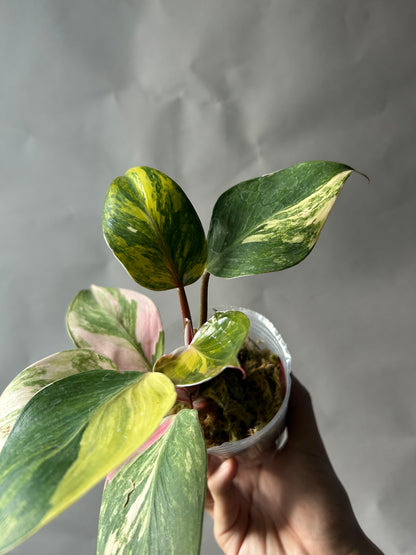 Philodendron White Knight Tricolor
