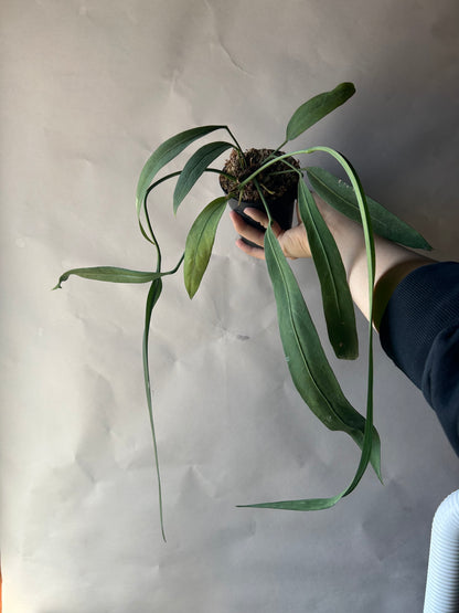 Anthurium Vittarifolium