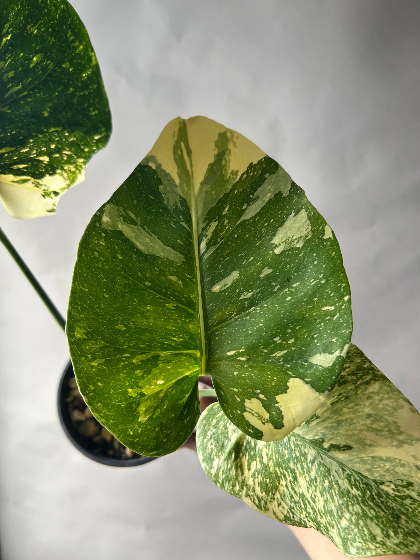 Monstera Starlight Reverted