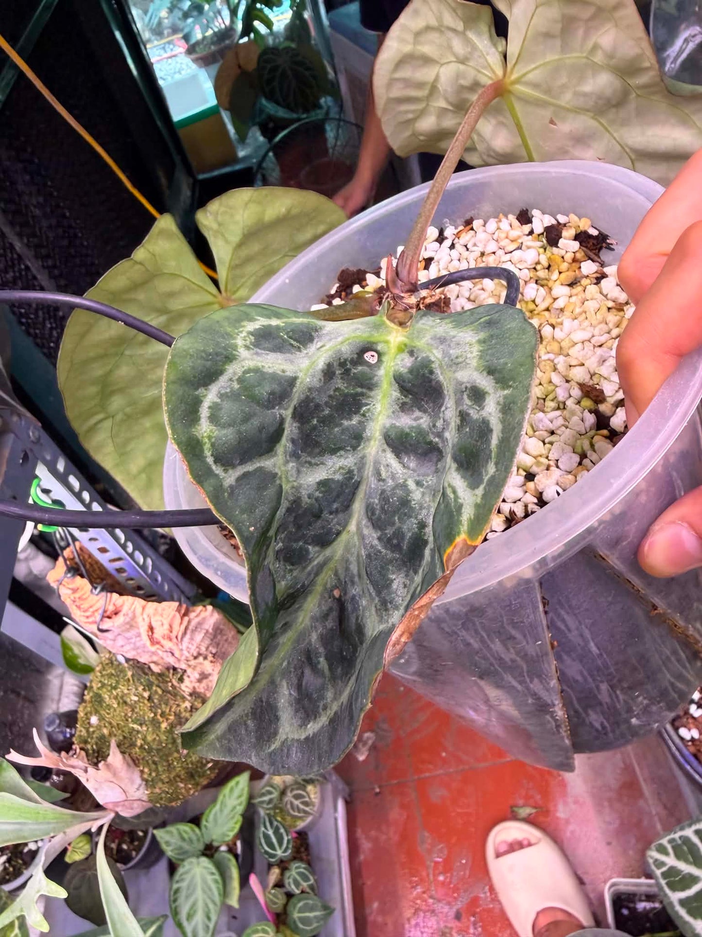Anthurium Carlablackie x Michelle Blister Variegated
