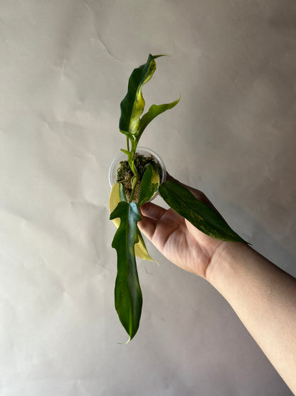 Philodendron Flobe x Tortum