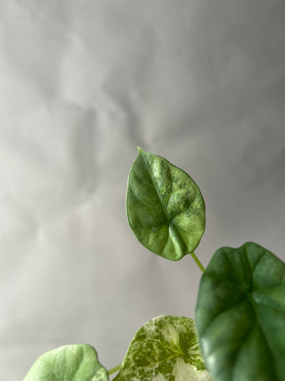 Alocasia Sinuata Albo