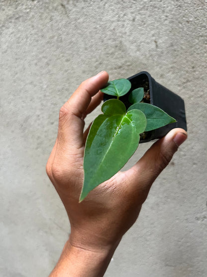 Anthurium ( DH x RVC) Var x (DH x RVC) by Han Kirok
