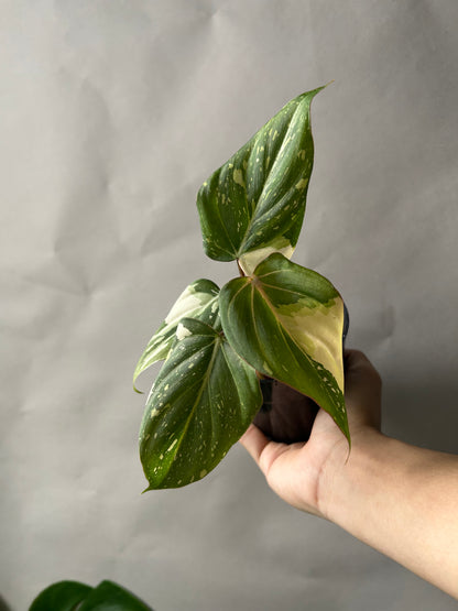 Philodendron Gloriosum Tricolor aka Galaxy
