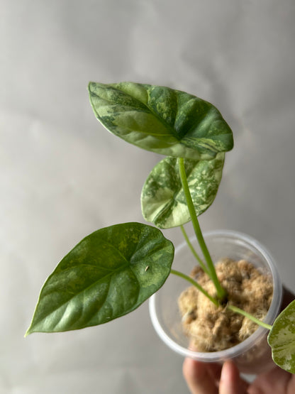 Alocasia Sinuata Albo