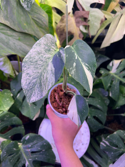 Monstera Jungle Mint