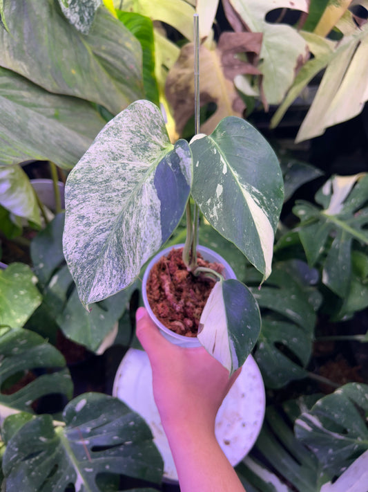 Monstera Jungle Mint