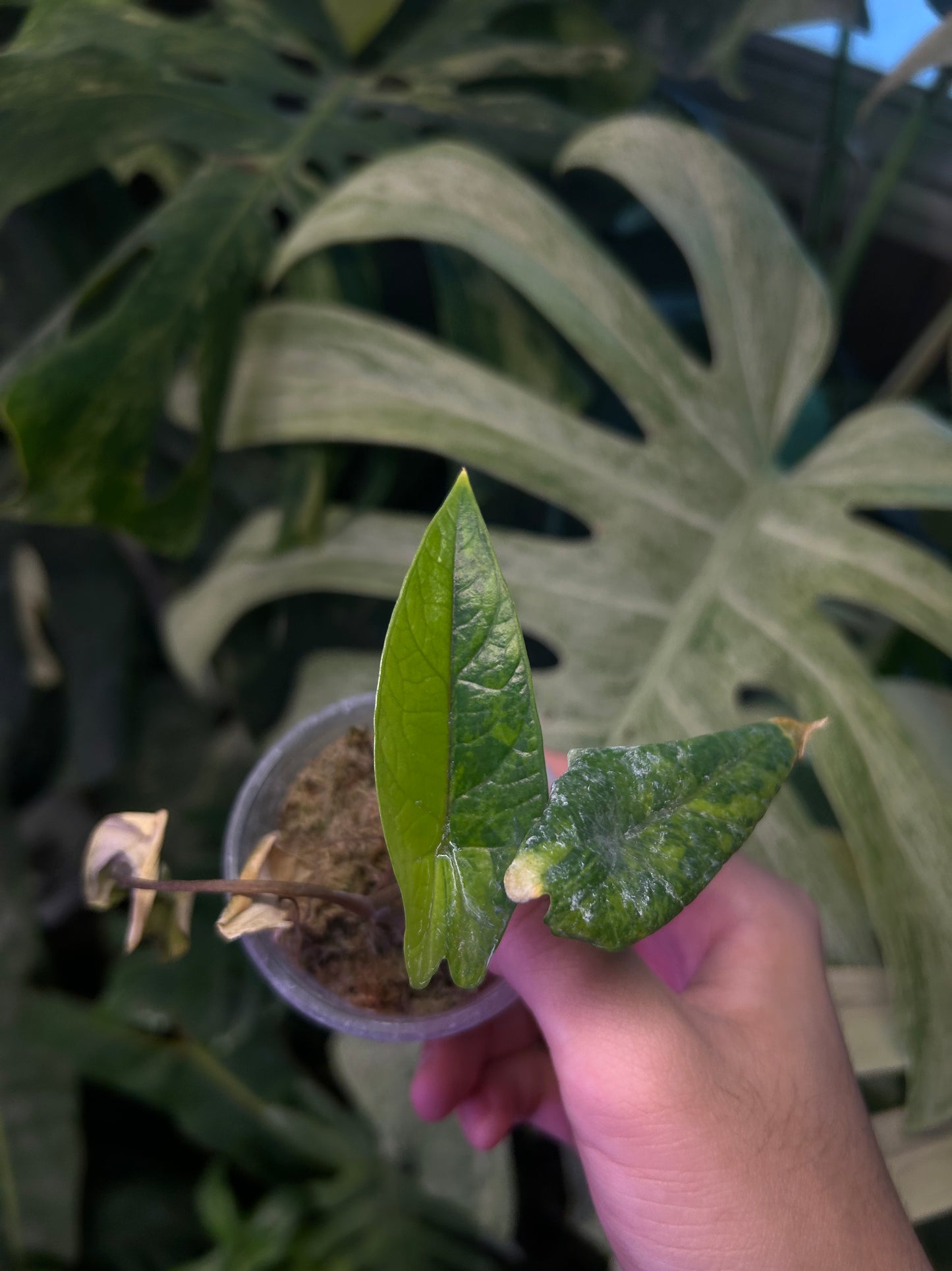 Alocasia Scalprum Aurea