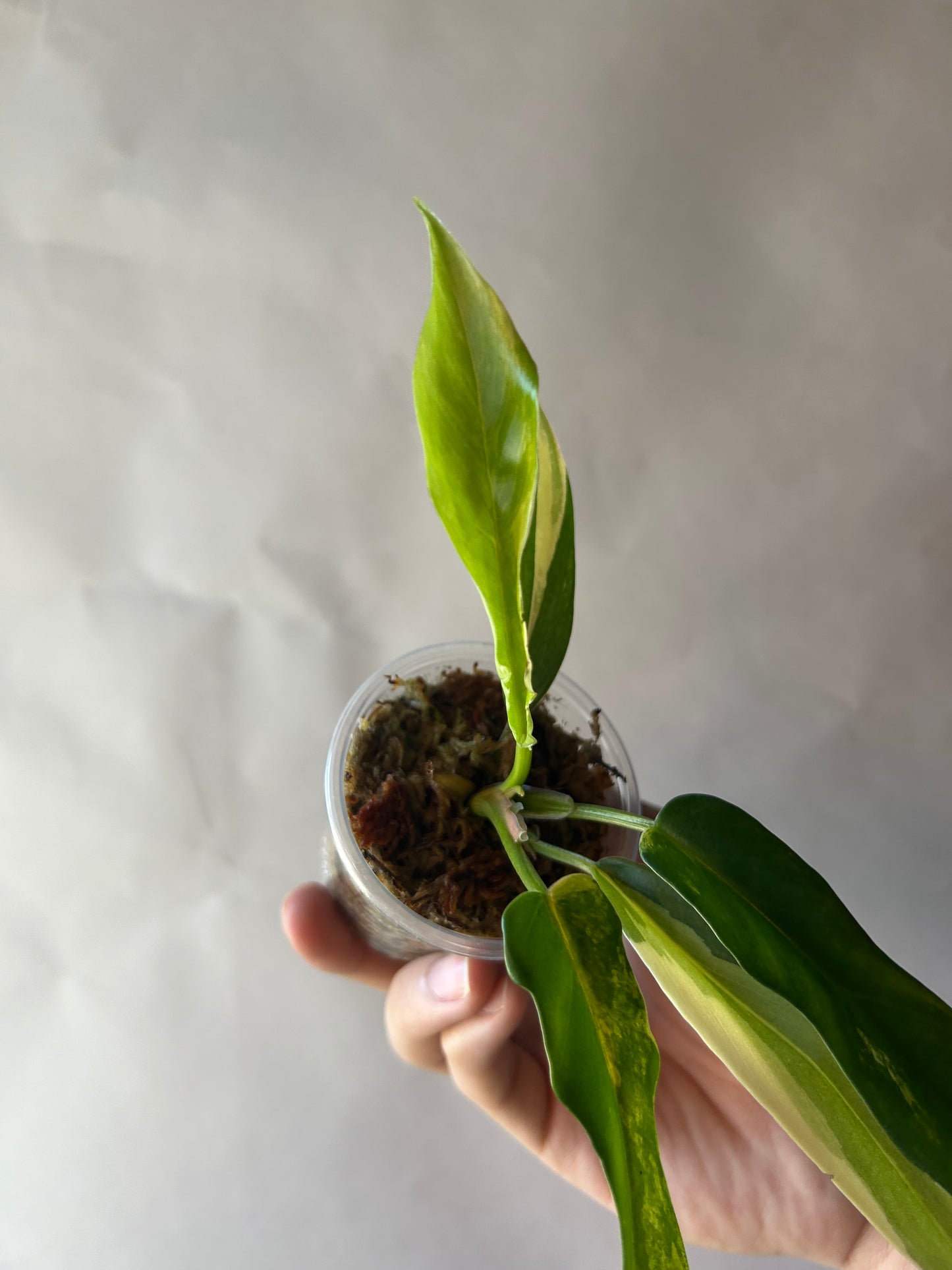 Philodendron Flobe x Tortum