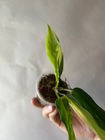 Philodendron Flobe x Tortum