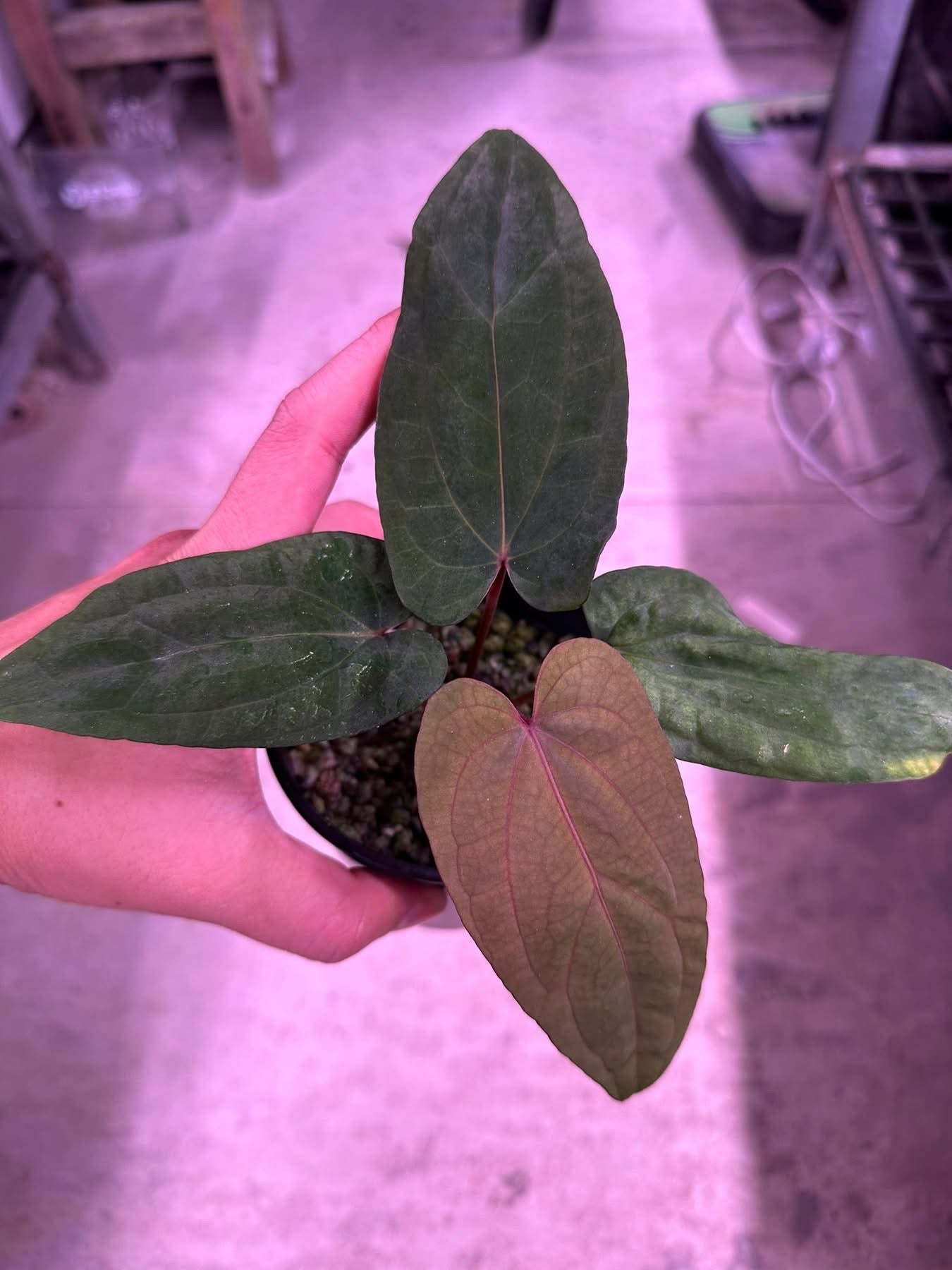 Anthurium (BVEP x Kunayala) x Dragon Fang