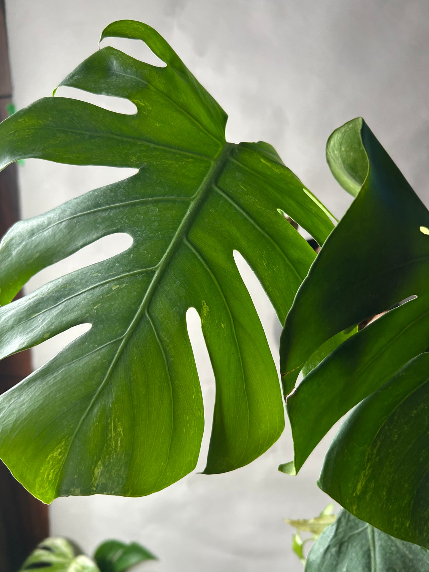 Monstera Ocean Mint