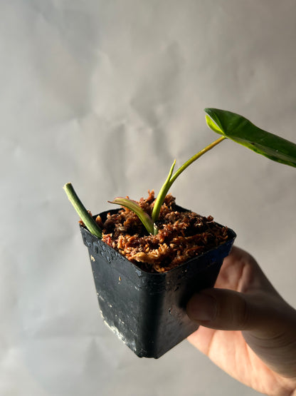 Philodendron Florida Beauty x Mayoi ( Kitina )