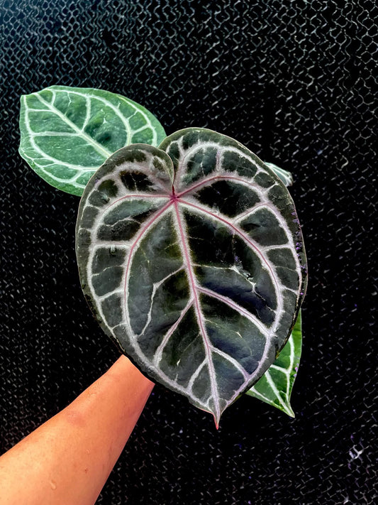 Anthurium (SKG Pink Lemonade x RC) x (Michelle Long Form x Zara) by Han Kirok