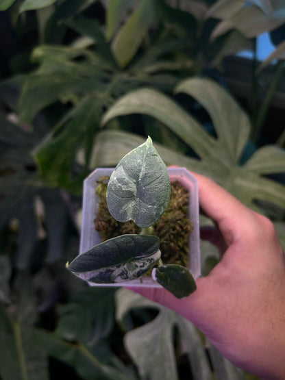 Alocasia Melo Albo ( corm grow )