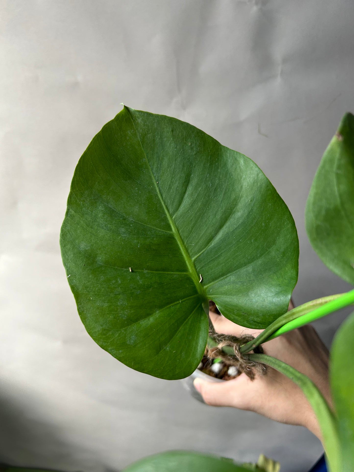 Monstera Deliciosa Green-On-Green