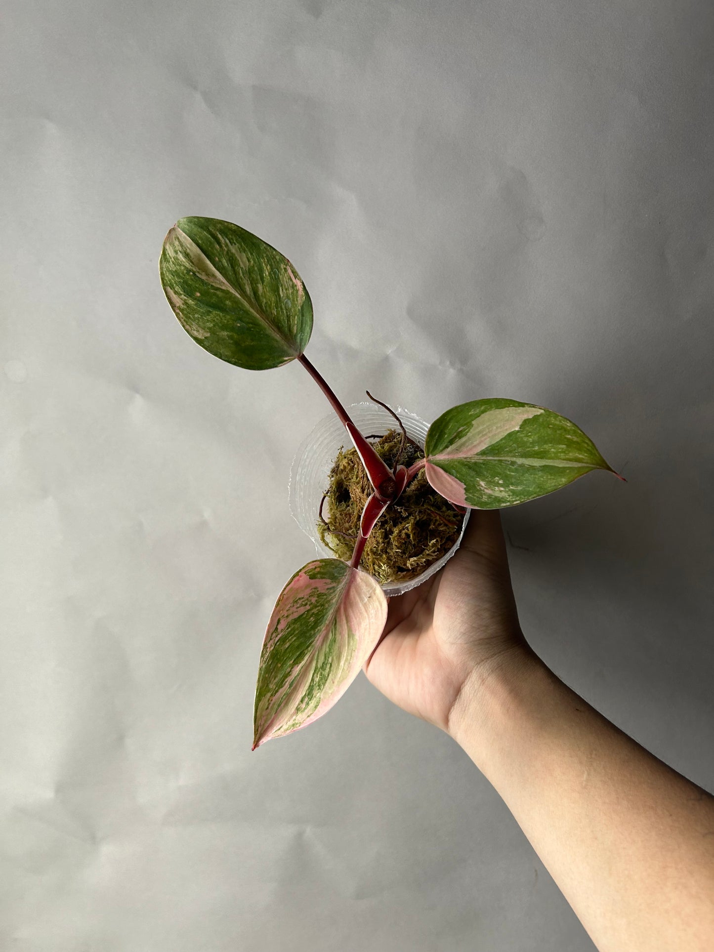 Philodendron White Knight Tricolor Bottom Cut