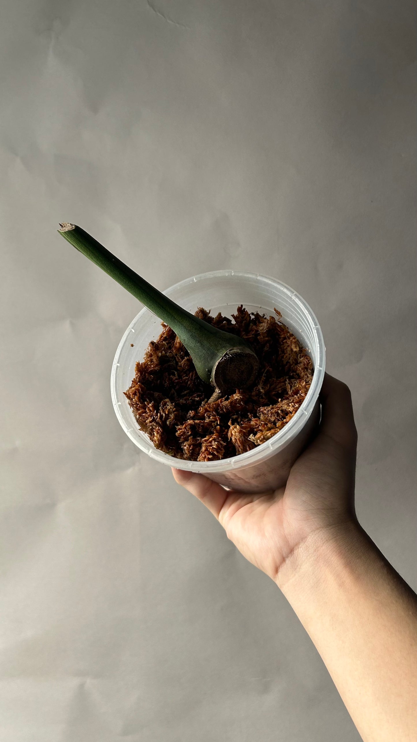 Monstera Matcha Mint