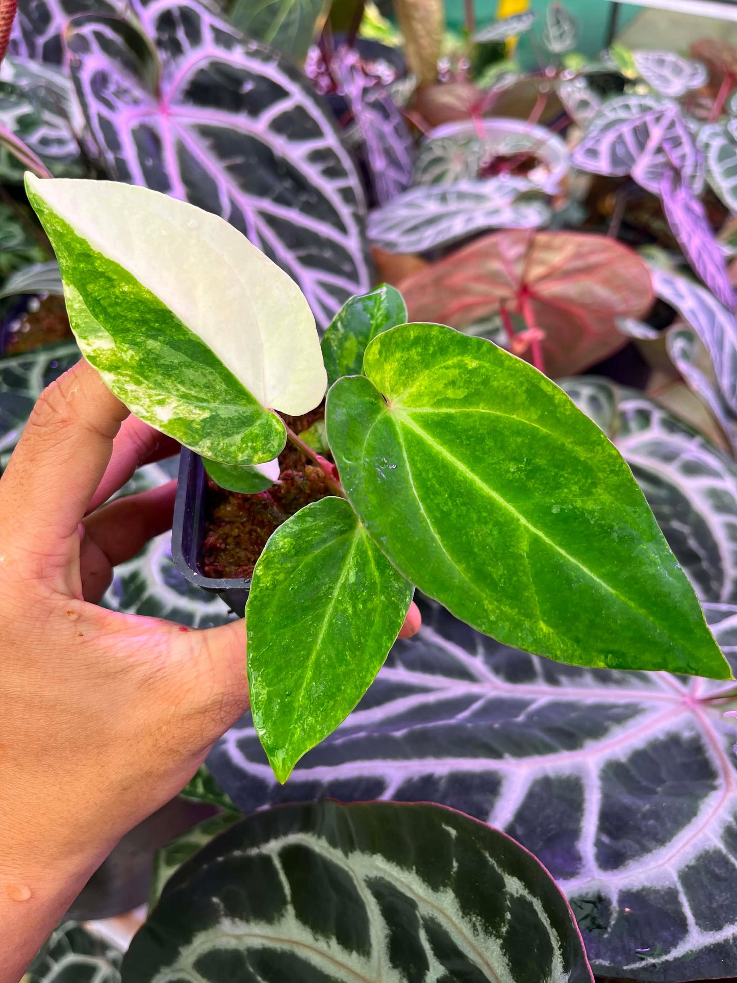 Variegated Anthurium Red Magnificum Variegated x Var ( Pap Var x Guna Yala ) by Han Kirok