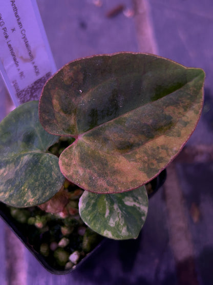 Selected - Variegated (Crystallium x AOS) x (SKG Pink Lemonade x RC)