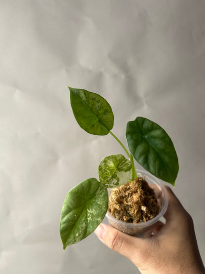 Alocasia Sinuata Albo