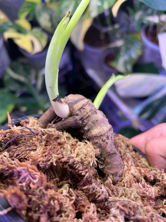 Monstera Fishbone Whole Bottom Cut