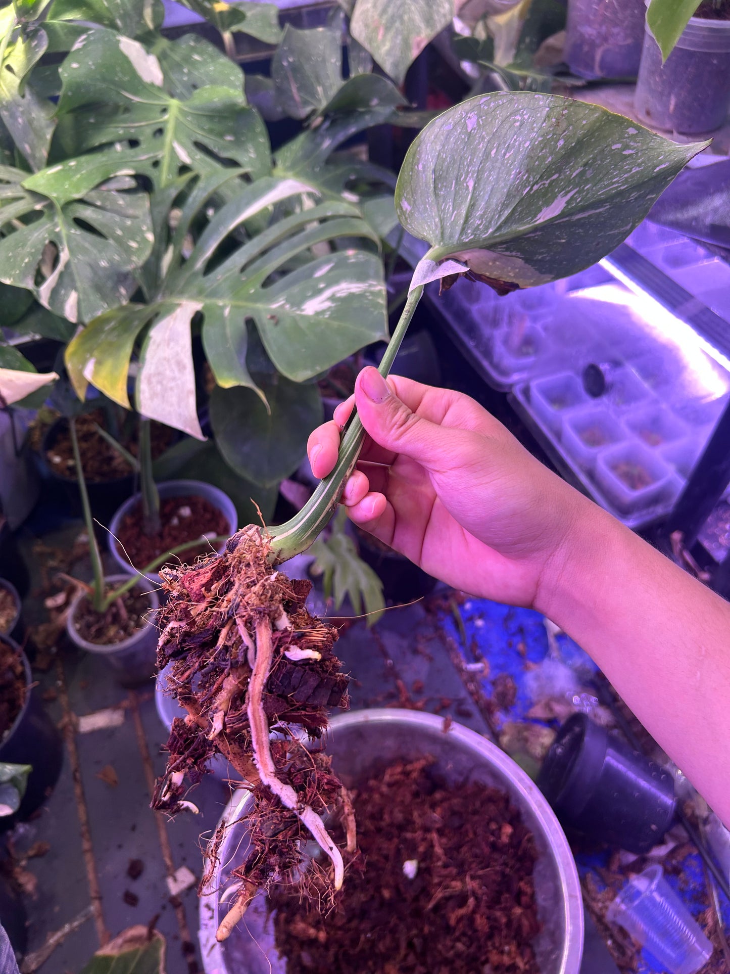 Monstera Medusa Cutting