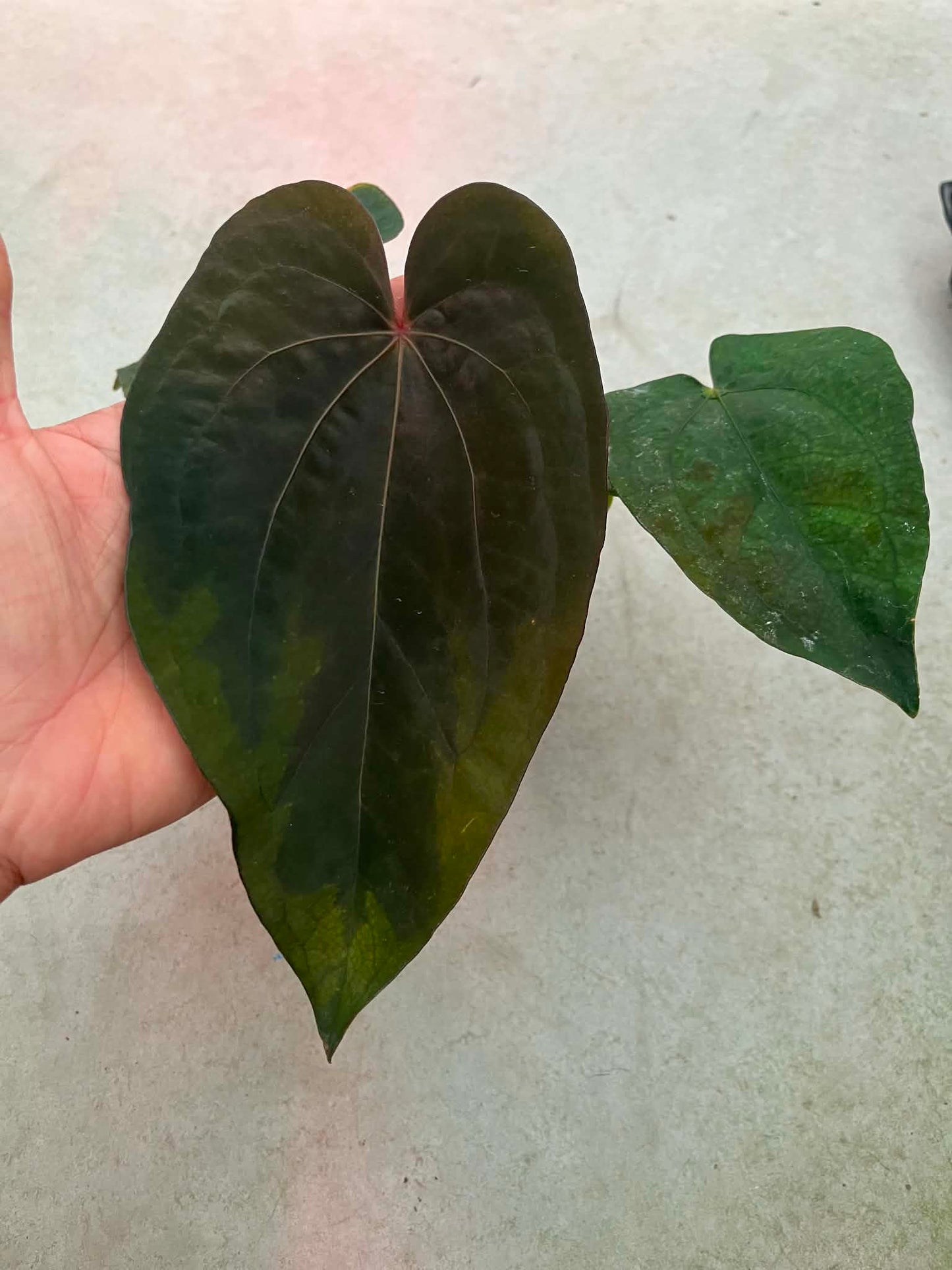 Anthurium AOS ‘Tezula’ x Dressleri by Han Kirok