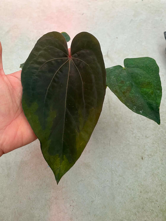 Anthurium AOS ‘Tezula’ x Dressleri by Han Kirok