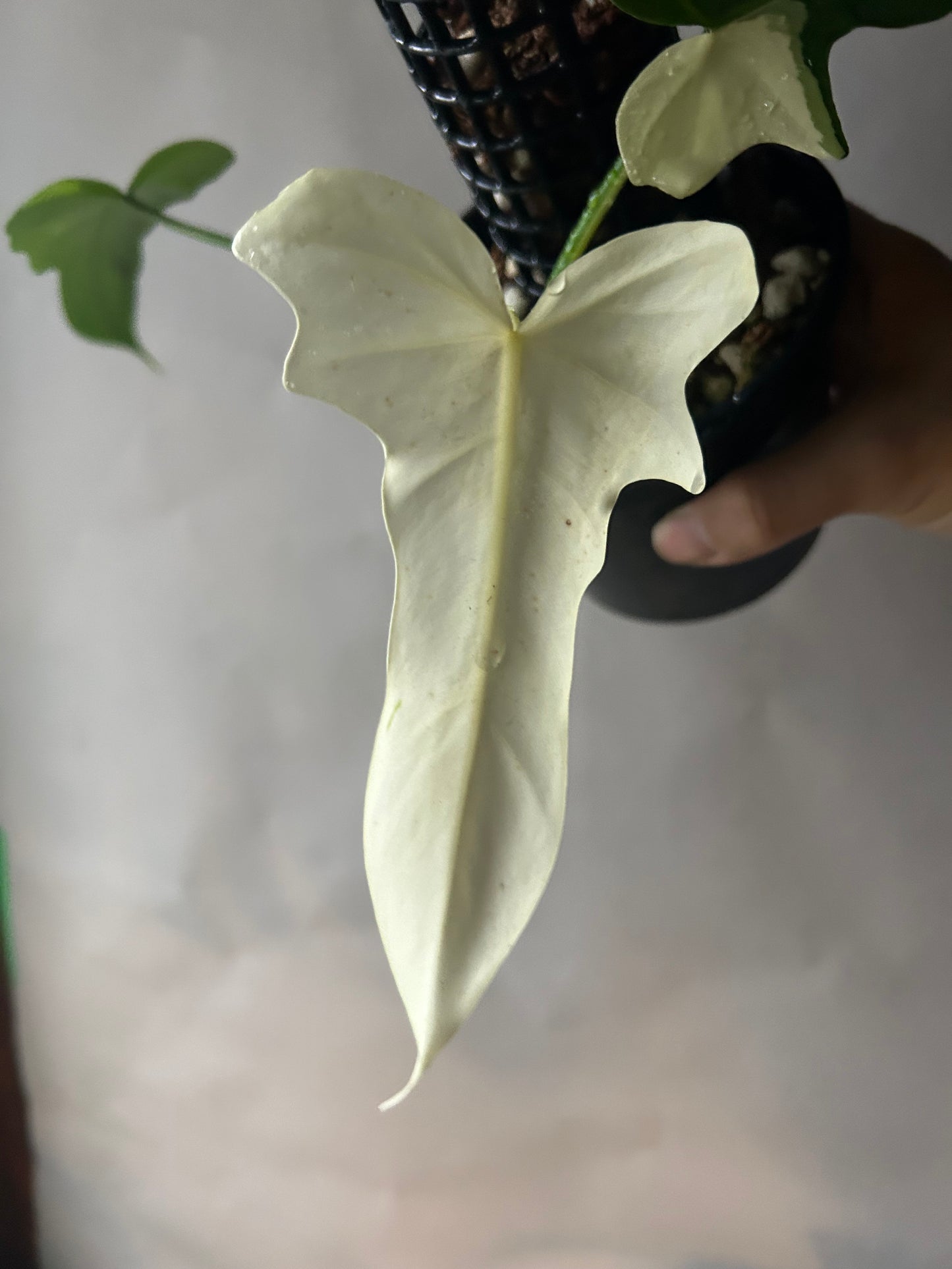 Philodendron Golden Dragon Variegated